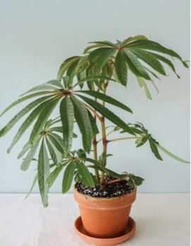 Plant World London Poplar — palm leaf begonia houseplant display