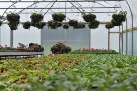 Thompsons Garden Centre Crews Hill — polytunnel plant nursery growing area