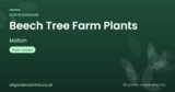 BEECH TREE FARM PLANTS | Malton, North Yorkshire