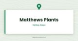 Matthews Plants | Harlow, Essex