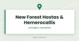 New Forest Hostas & Hemerocallis | Specialist Nursery, Lymington, Hampshire