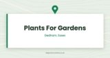 Plants For Gardens — Dedham, Essex