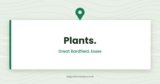 Plants. Great Bardfield — Great Bardfield, Essex
