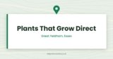 Plants That Grow Direct — Great Yeldham, Essex