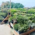 Clockhouse Nursery, Enfield — Opening Hours, Address, Reviews & Nearby Alternatives