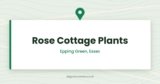 Rose Cottage Plants — Epping Green, Essex