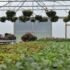 Garsons Garden Centre, Esher